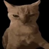 Animalitos de Tiktok 🤑😾 13