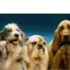 GIFs Reações Aleatórias 7 🤗 15