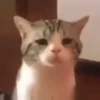 GATITOS 🐱❤️🥰 22