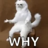 Funny Animals 11