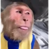 Monkey  15