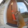 Monos Videos 2 16