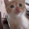 Gatitos pa tu Chat 2😹😻 5
