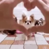 Memes de Cachorro engraçado 7