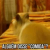 GIFs Pets Fofos Memes 🐾 21