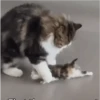 PeTs👀 9