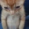 GATITOS 🐱❤️🥰 29