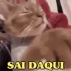GATOS FOFOS E ENGRAÇADOS 😸 13