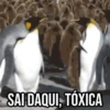 GIFs Pets Fofos Memes 🐾 26