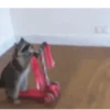Guaxinim Fofo GIFs 🦝 20