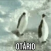 GIFs Pets Fofos Memes 🐾 19