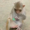 Monos Videos 2 25