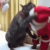 Pets no natal 13