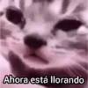 Ahora está llorando