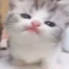 Meme Kucing Viral 🐱 17