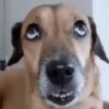 Reações | reactions 🐶🐈 10