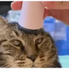 Gatos FoFoS 11
