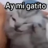 Ay mi gatito