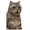 Meme Kucing Viral 🐱 14