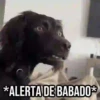 GIFs Pets Fofos Memes 🐾 30
