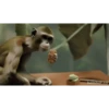 Macaco fumando 8