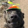 ShitGifs 5
