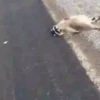 Guaxinim Fofo GIFs 🦝 16