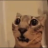 GATITOS 🐱❤️🥰 24