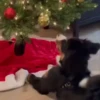 Pets no natal 14