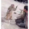 Monkey  5