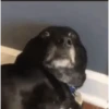 GIFs de Cachorros Reações 🐶 9