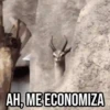 GIFs Pets Fofos Memes 2 🐾 5