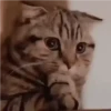 Kucing lucu 13