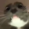 Gatos malucos 😂🐈 6