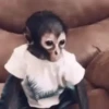 Monos y changuitos 10 🐒🦍🦧 11
