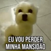 GIFs Pets Fofos Memes 2 🐾 23