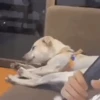 Reações | reactions 🐶🐈 14