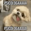 GIFs Pets Fofos Memes 🐾 8