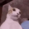 Reações | reactions 🐶🐈 9