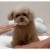 DogsFOFOS 9