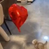 Little animals 🐕 6
