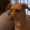 Memes de Cachorro engraçado 5