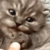 ❀ᮬ🐱⣧ ᩡᩡ Gatitos!©️Pochis 15
