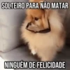 GIFs Pets Fofos Memes 2 🐾 22