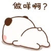 Panda 22