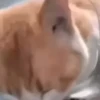 Little animals 🐕 14