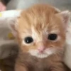 🌈🐈‍⬛✨️Gatos Funny Mood✨️🐈‍⬛🌈 22