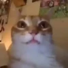 GATITOS 🐱❤️🥰 10