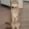 🐱 Gatitos 🐱💛 11