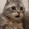 🙀GIF-s CAT-s-GATO-s😿 5
